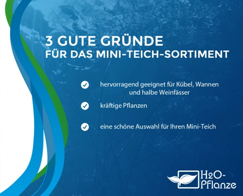 Miniteich Wasserpflanzen Komplett-Set